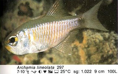 Archamia lineolata
